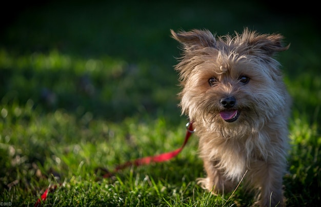 Porträt eines Hundes auf dem Feld