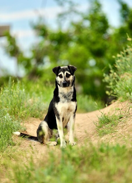 Porträt eines Hundes auf dem Feld