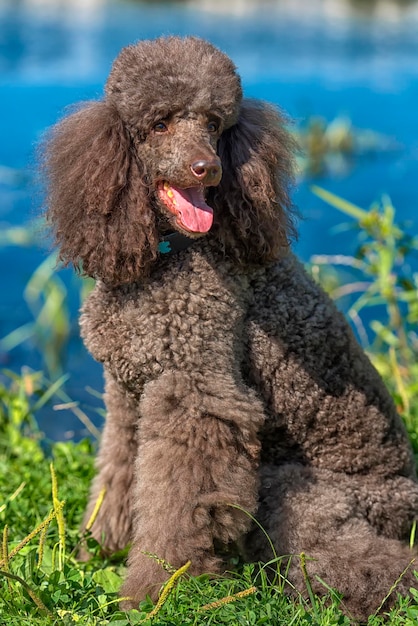 Porträt eines Hundes auf dem Feld