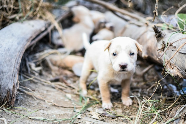 Foto porträt eines hundes auf dem feld