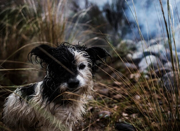 Foto porträt eines hundes auf dem feld