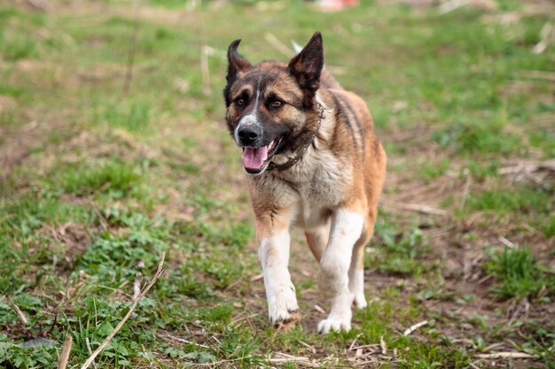 Foto porträt eines hundes auf dem feld