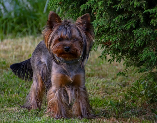 Foto porträt eines hundes auf dem feld