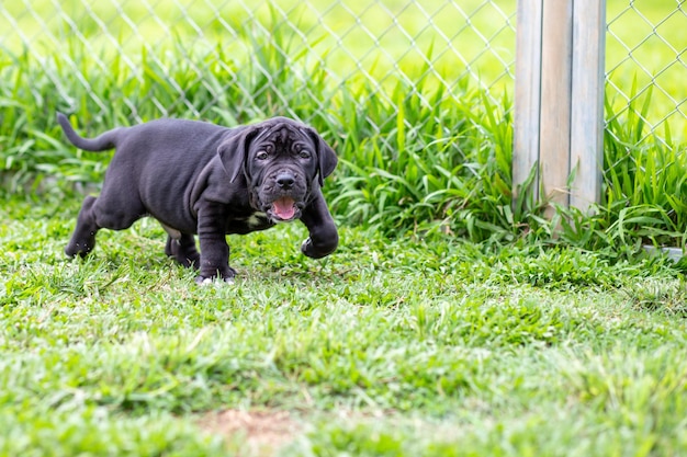 Foto porträt eines hundes auf dem feld