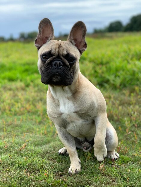 Porträt eines Hundes auf dem Feld