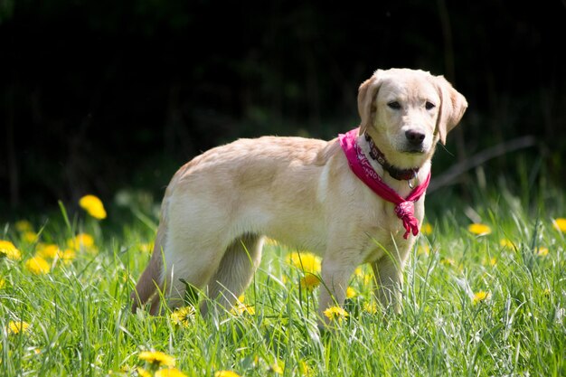 Foto porträt eines hundes auf dem feld