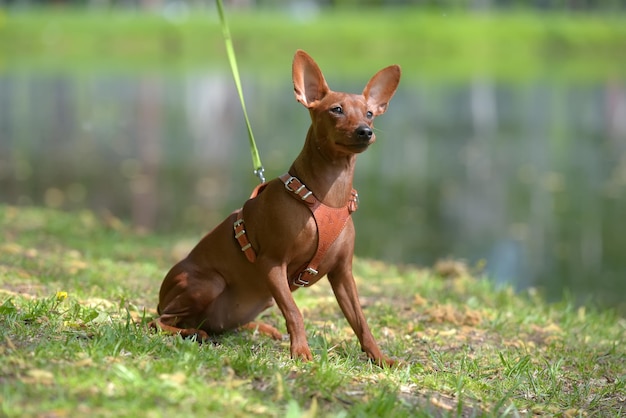 Porträt eines Hundes auf dem Feld