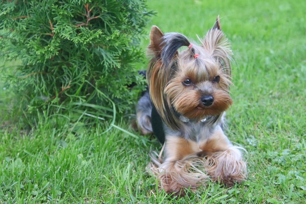 Foto porträt eines hundes auf dem feld