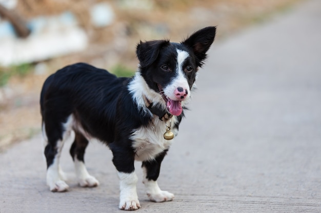 Porträt eines Hundes auf der Straße