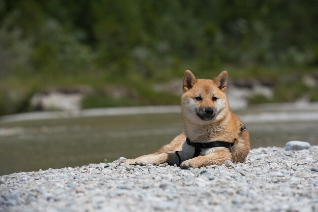 Foto porträt eines hundes auf einem felsen