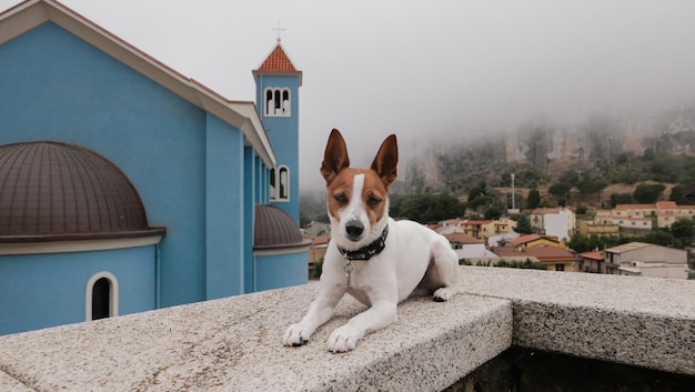 Foto porträt eines hundes auf einem fußweg