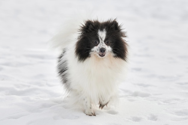 Foto porträt eines hundes auf einem mit schnee bedeckten feld