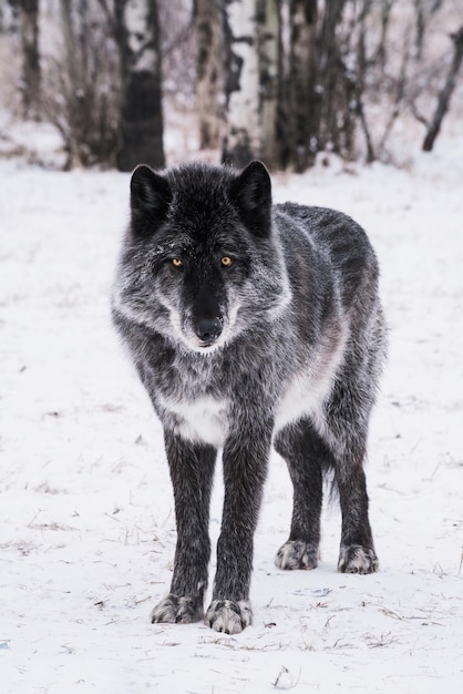 Foto porträt eines hundes auf einem schneefeld