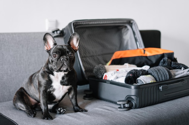 Foto porträt eines hundes auf einem sofa