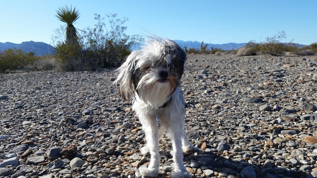 Foto porträt eines hundes auf einer landschaft