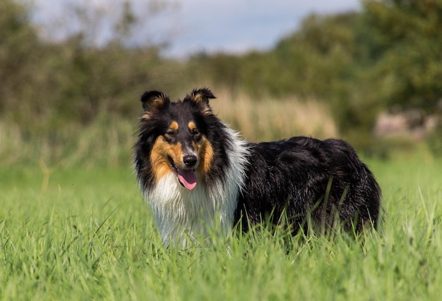 Porträt eines Hundes auf einer Landschaft