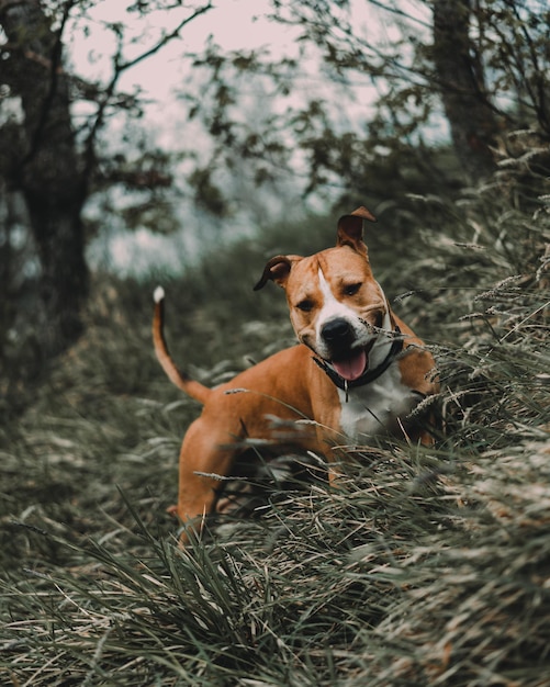 Porträt eines Hundes auf Gras