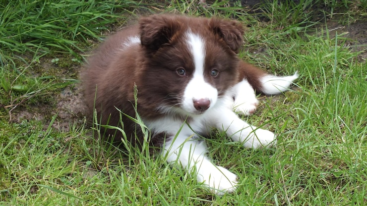 Foto porträt eines hundes auf gras