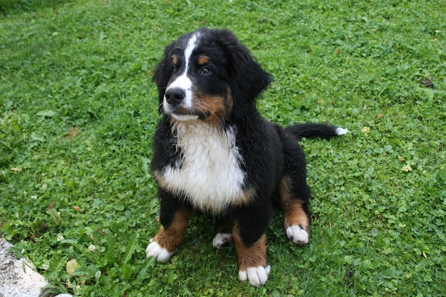 Foto porträt eines hundes auf gras