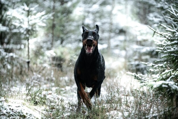 Foto porträt eines hundes auf schneebedecktem land