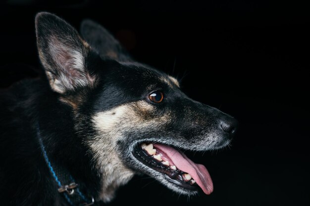 Porträt eines Hundes auf schwarzem Hintergrund, schöner, intelligenter Hund