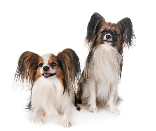 Porträt eines Hundes auf weißem Hintergrund