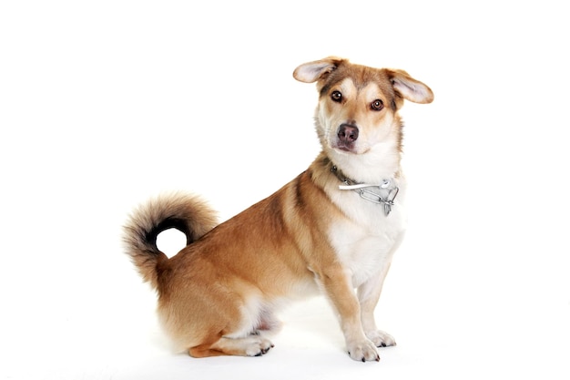 Porträt eines Hundes auf weißem Hintergrund