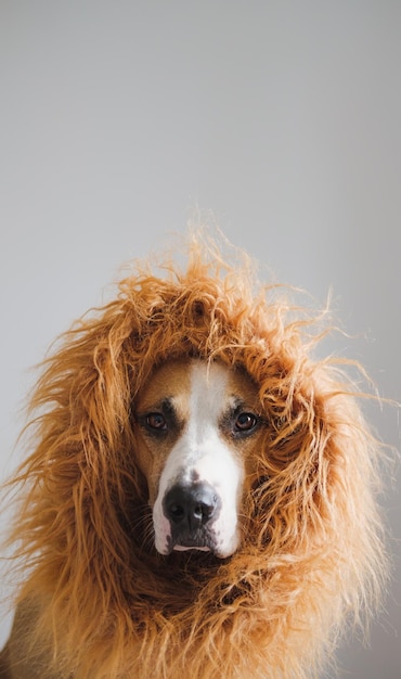 Porträt eines Hundes auf weißem Hintergrund