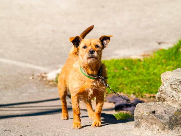 Porträt eines Hundes, der am Felsen steht