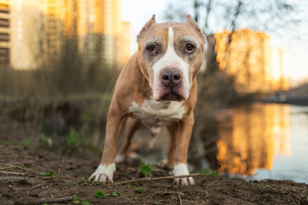 Foto porträt eines hundes, der am see steht