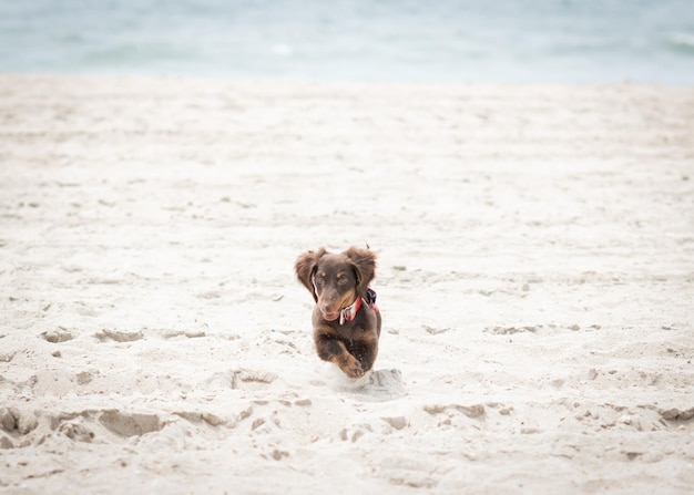 Porträt eines Hundes, der am Strand rennt