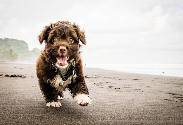 Porträt eines Hundes, der am Strand spazieren geht