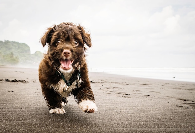 Foto porträt eines hundes, der am strand spazieren geht