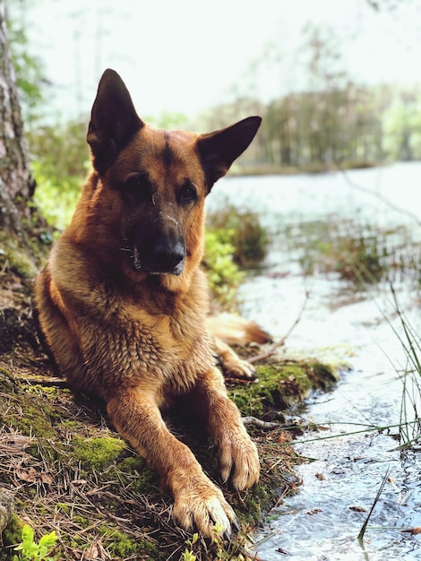 Porträt eines Hundes, der am Wasser sitzt