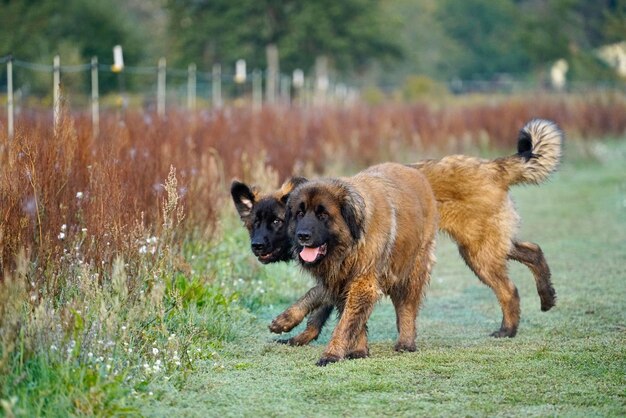 Foto porträt eines hundes, der auf dem feld rennt