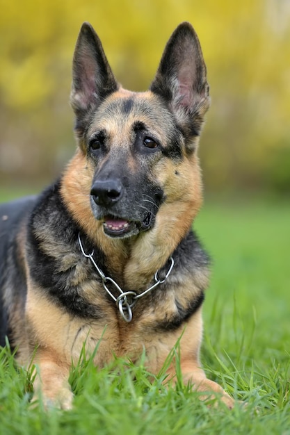 Porträt eines Hundes, der auf dem Feld sitzt