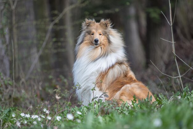 Porträt eines Hundes, der auf dem Feld sitzt