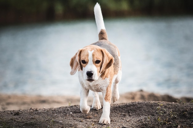 Foto porträt eines hundes, der auf dem feld spazieren geht