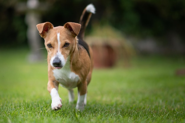 Porträt eines Hundes, der auf dem Feld spazieren geht