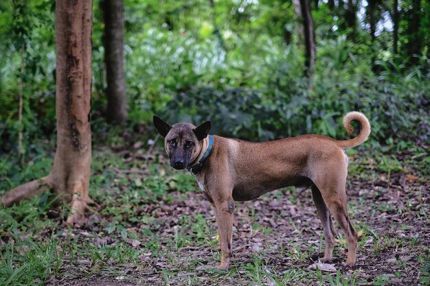 Foto porträt eines hundes, der auf dem feld steht