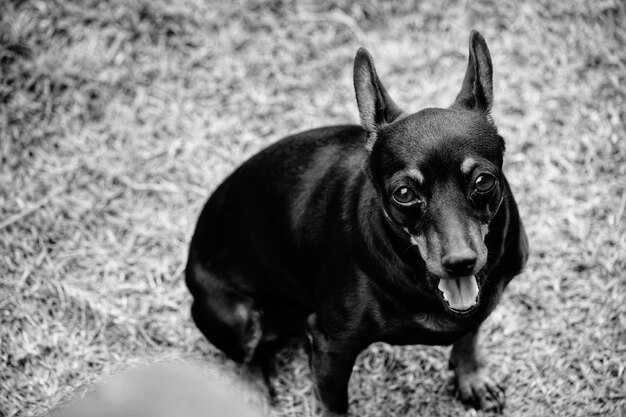 Porträt eines Hundes, der auf dem Feld wegblickt