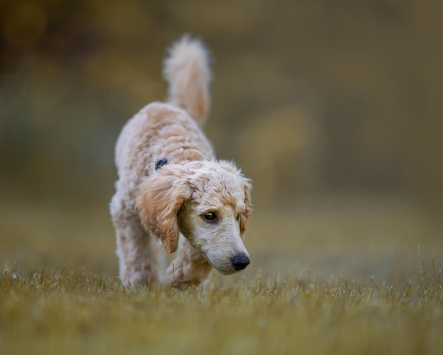 Porträt eines Hundes, der auf dem Feld wegblickt