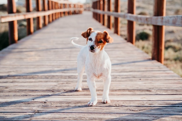 Porträt eines Hundes, der auf der Promenade spazieren geht