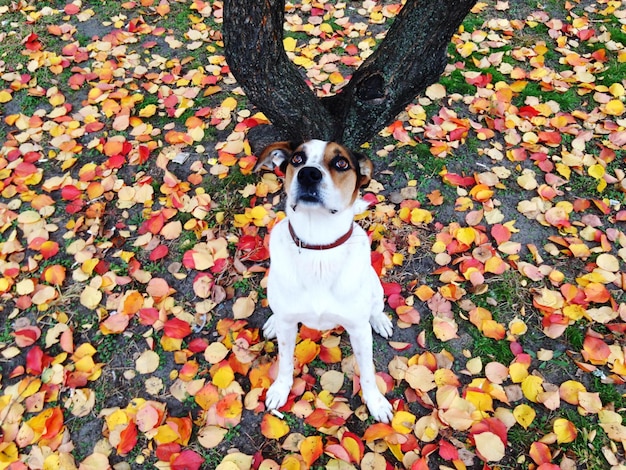 Porträt eines Hundes, der auf einem Baum sitzt