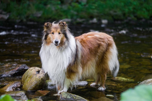 Porträt eines Hundes, der auf einem Felsen im Bach steht