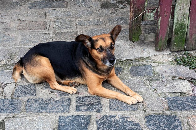 Foto porträt eines hundes, der auf einem fußweg ruht