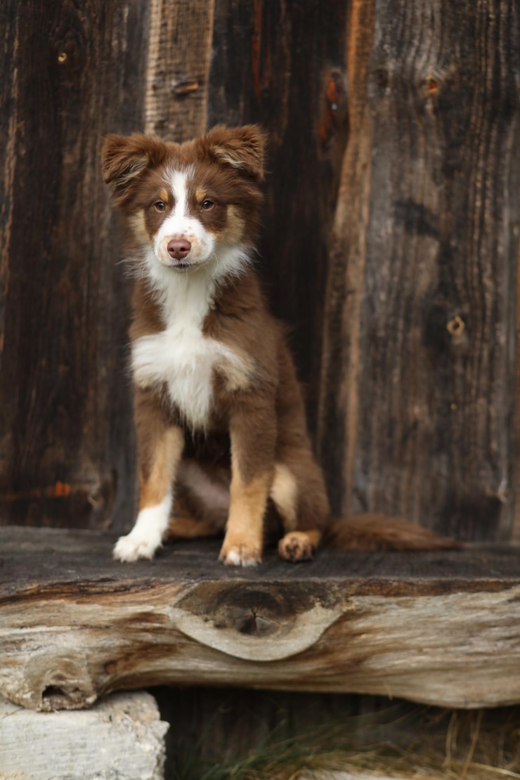Foto porträt eines hundes, der auf einem holzstamm sitzt