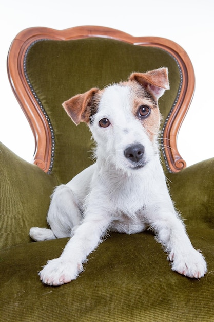Foto porträt eines hundes, der auf einem sessel vor weißem hintergrund sitzt
