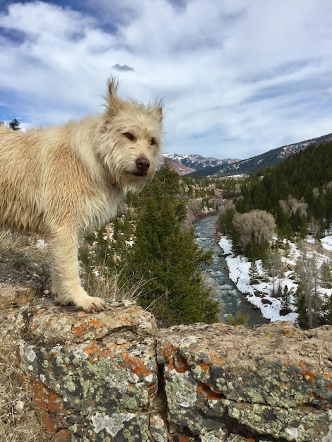 Porträt eines Hundes, der auf einer Steinmauer gegen den Himmel steht