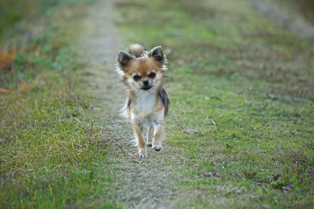Porträt eines Hundes, der auf Gras rennt